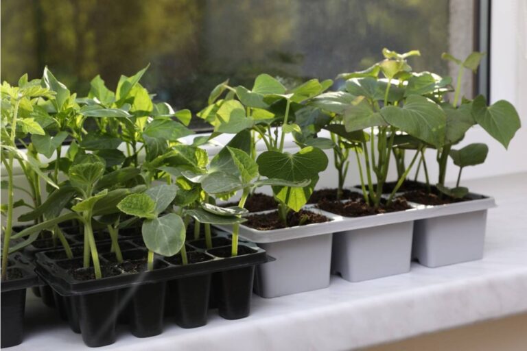Some Home Gardeners Are Growing Entire Salad Gardens in Window Boxes, And People Are Realizing They Never Needed a Big Yard to Begin With