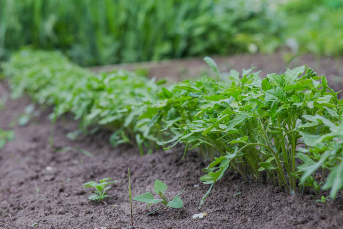 Some Home Gardeners Are Growing Entire Salsa Gardens in a Single Raised Bed, And the Compact Layouts Are Producing More Than People Expect From the Space