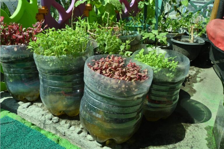 Some Home Gardeners Are Growing Food in 5-Gallon Buckets on Apartment Balconies, And It's Producing More Than People Expected From Such a Small Setup