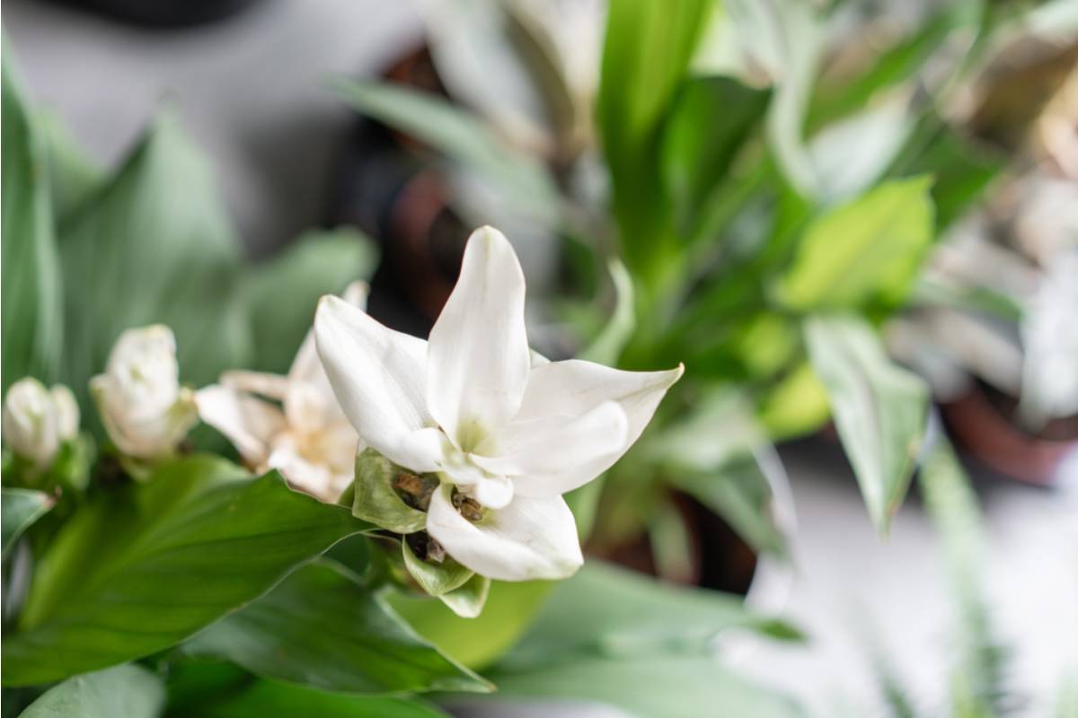 Some Home Gardeners Are Growing Ginger and Turmeric Indoors in Pots Year Round, And People Who Started Say the Difference in Flavor Compared to Store Bought Is Impossible to Ignore