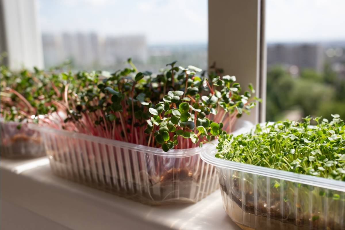 Some Home Gardeners Are Growing Microgreens on Kitchen Windowsills in Under Two Weeks, And the Nutrition Density Is Making People Rethink Their Grocery List