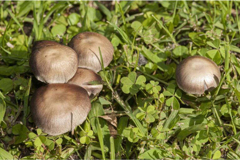 Some Home Gardeners Are Growing Mushrooms in Shaded Corners of Their Yards Where Nothing Else Will Grow, And the Harvests Are Changing How They Cook at Home