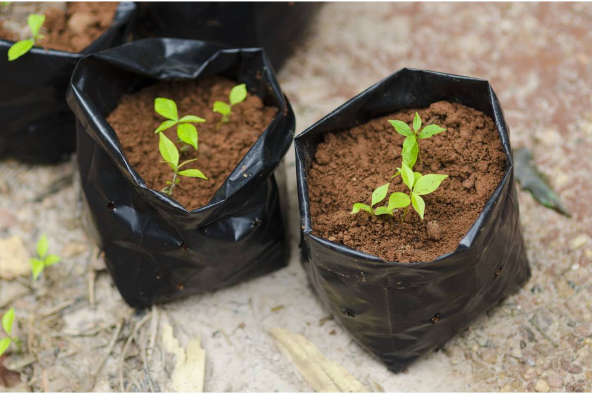 Some Home Gardeners Are Growing Potatoes in Trash Bags on Their Patios, And the Harvests Are Making People Question Why They Ever Bought Them at the Store