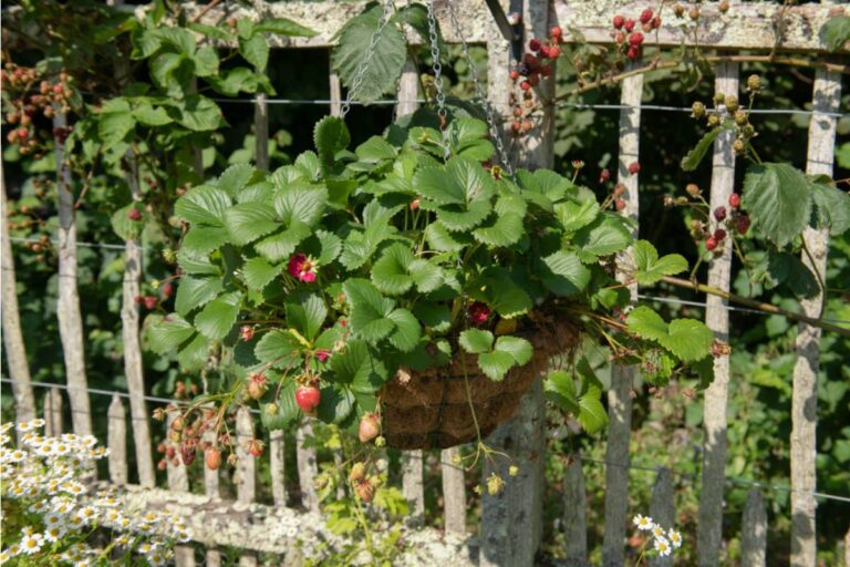 Some Home Gardeners Are Growing Strawberries in Hanging Gutters Along Fences to Save Ground Space, And the Setup Is Producing More Fruit Than Expected