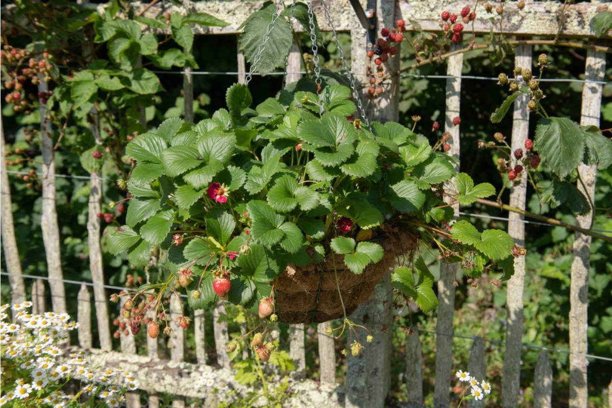 Some Home Gardeners Are Growing Strawberries in Hanging Gutters Along Fences to Save Ground Space, And the Setup Is Producing More Fruit Than Expected