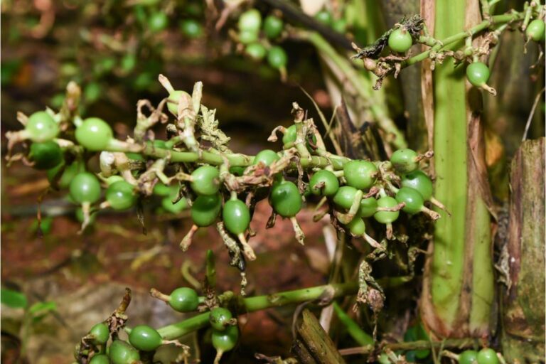 Some Home Gardeners Are Growing Their Own Cardamom and Ginger From Grocery Store Roots, And the Regrowth Success Rate Is Surprising People