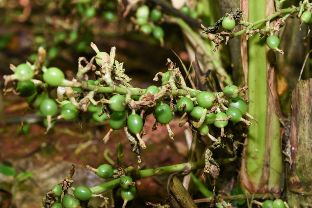 Some Home Gardeners Are Growing Their Own Cardamom and Ginger From Grocery Store Roots, And the Regrowth Success Rate Is Surprising People