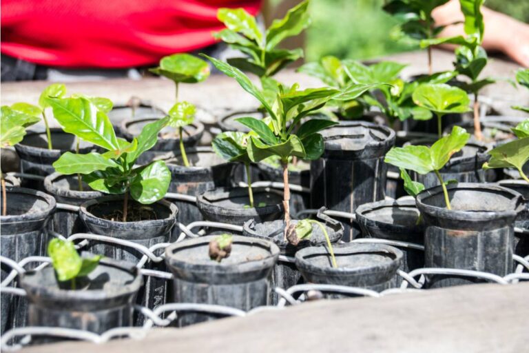 Some Home Gardeners Are Growing Their Own Coffee Plants Indoors as Ornamentals, And a Few Are Surprised to Find Out They Can Actually Harvest Beans