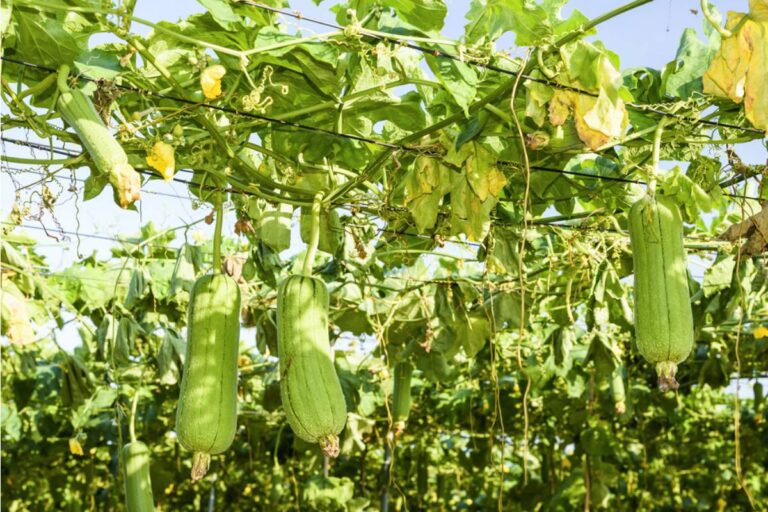 Some Home Gardeners Are Growing Their Own Loofahs and Birdhouse Gourds From the Same Vine Family, And the Dual-Purpose Harvest Is Gaining Attention