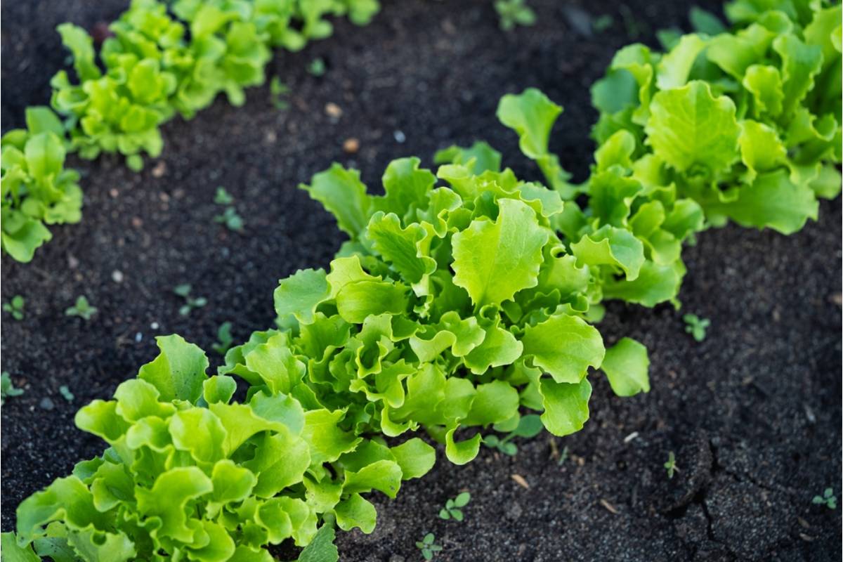 Some Home Gardeners Are Growing Their Own Loose-Leaf Lettuce in Continuous Harvest Rows, And They Say They Have Not Bought Bagged Salad in Over a Year