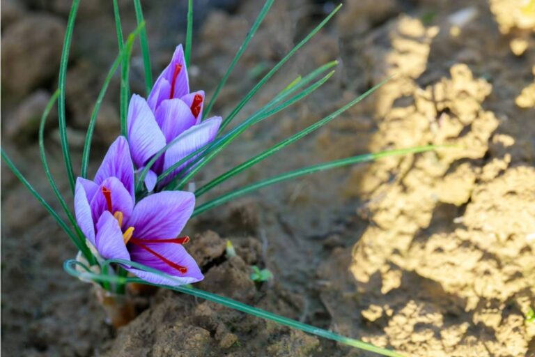 Some Home Gardeners Are Growing Their Own Saffron From Crocus Bulbs at Home, And Most People Have No Idea How Simple the Process Actually Is