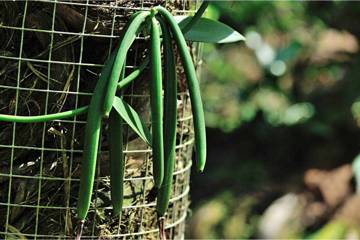 Some Home Gardeners Are Growing Their Own Vanilla Beans From Orchid Vines Indoors, And the Multi-Year Process Is Gaining a Surprising Following
