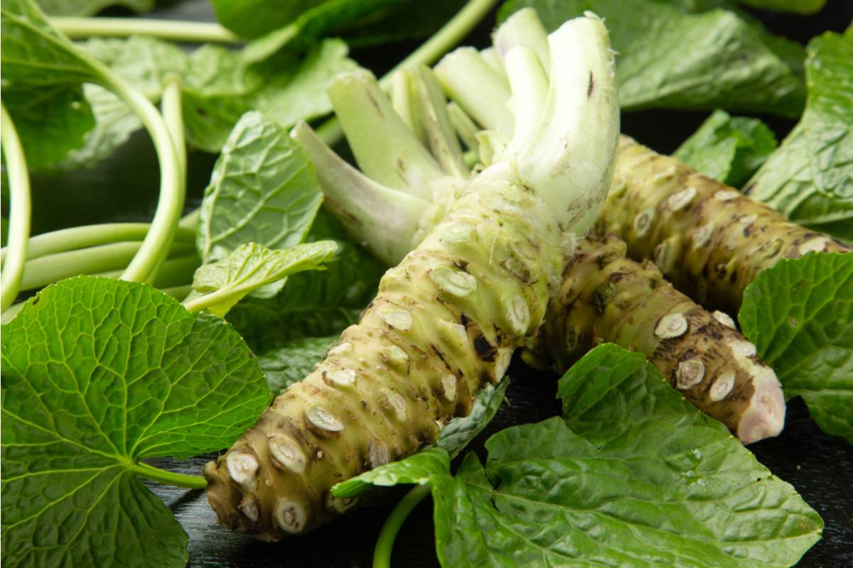 Some Home Gardeners Are Growing Their Own Wasabi in Shaded, Wet Garden Corners, And the Process Is Far More Involved Than People Expect