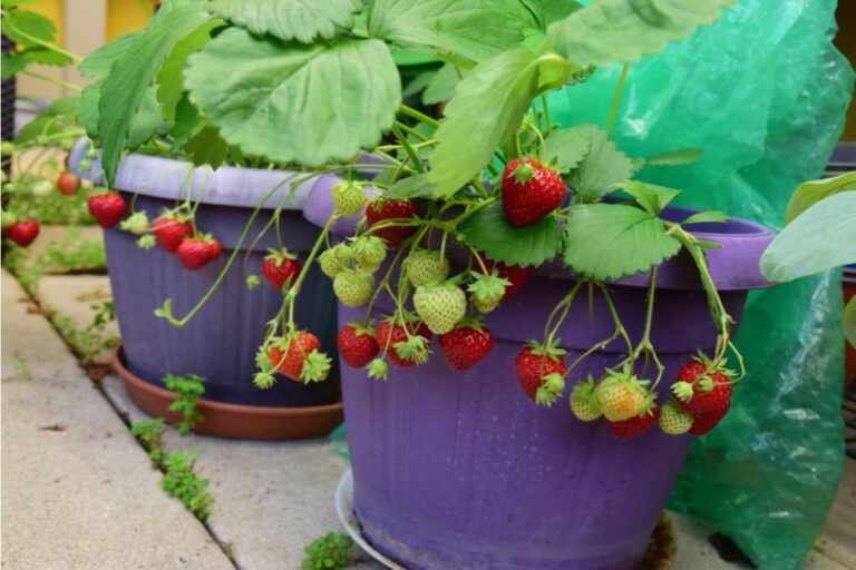Some Home Gardeners Are Growing Vegetables in Places They Were Never Intended to Grow, And the Results Are Surprising Even Experienced Gardeners