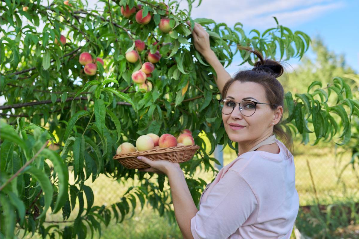 Some Home Gardeners Are Removing Fruit Trees After Years of Complaints, And Neighbors Are Suddenly Upset About Losing the Harvest