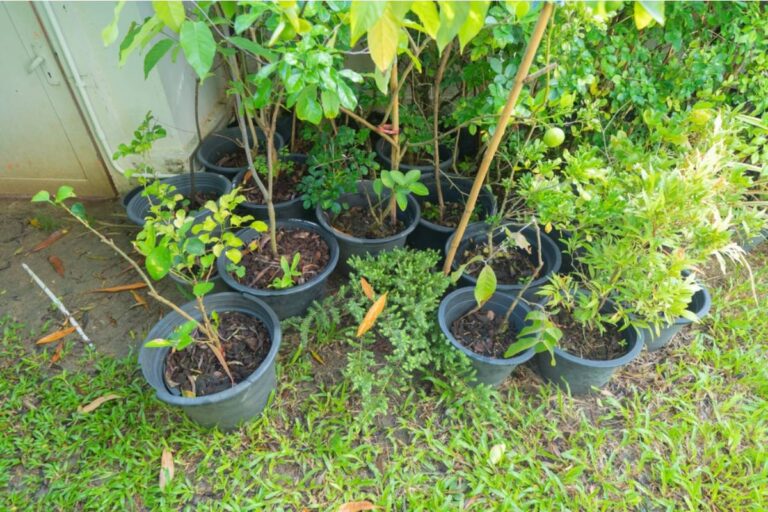 Some Home Gardeners Are Replacing Their Grass With Ground Cover Plants Entirely, And HOAs Across the Country Are Pushing Back Hard