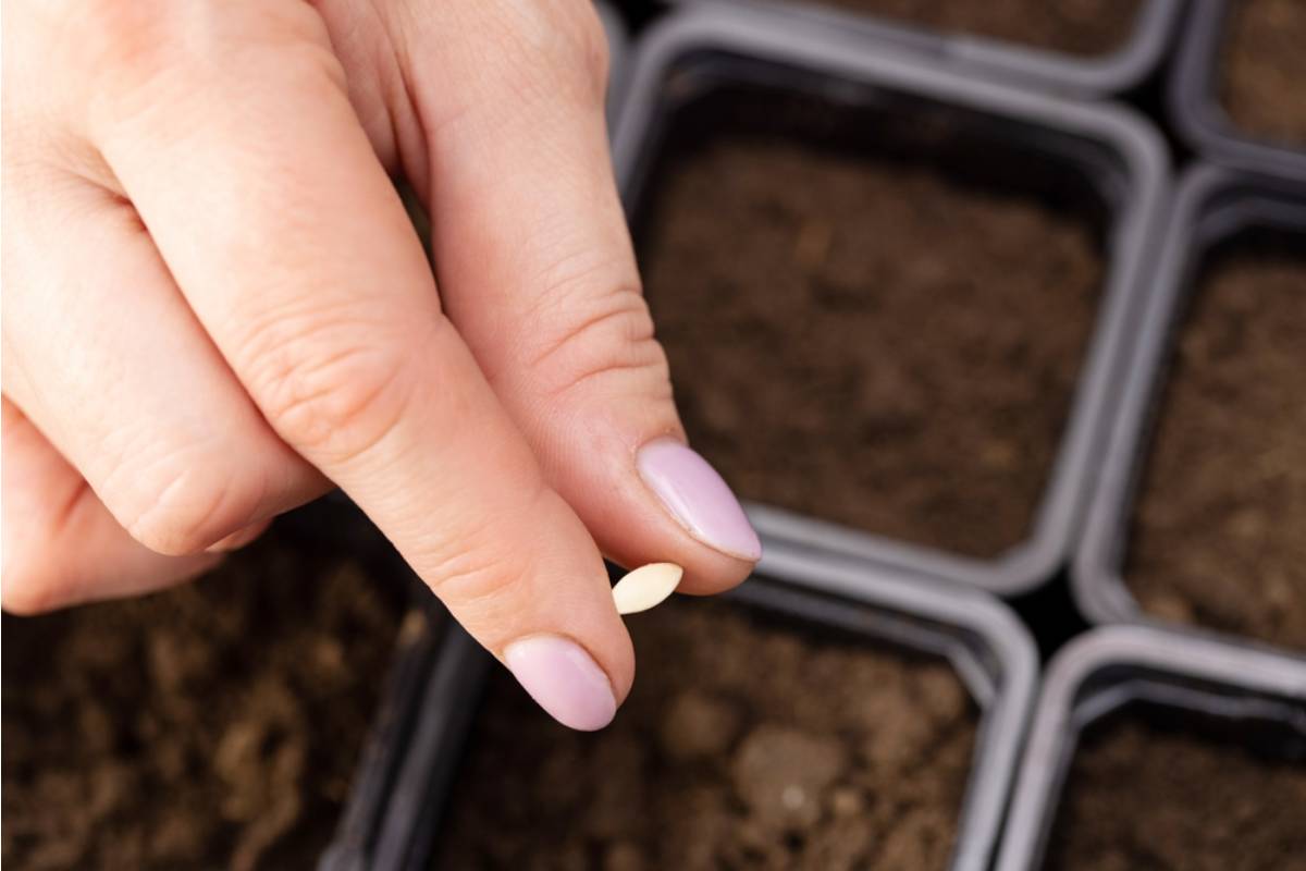 Some Home Gardeners Are Saving and Replanting Seeds From Every Harvest, And After Two Years They Say They Have Not Bought a Single Seed Packet Since