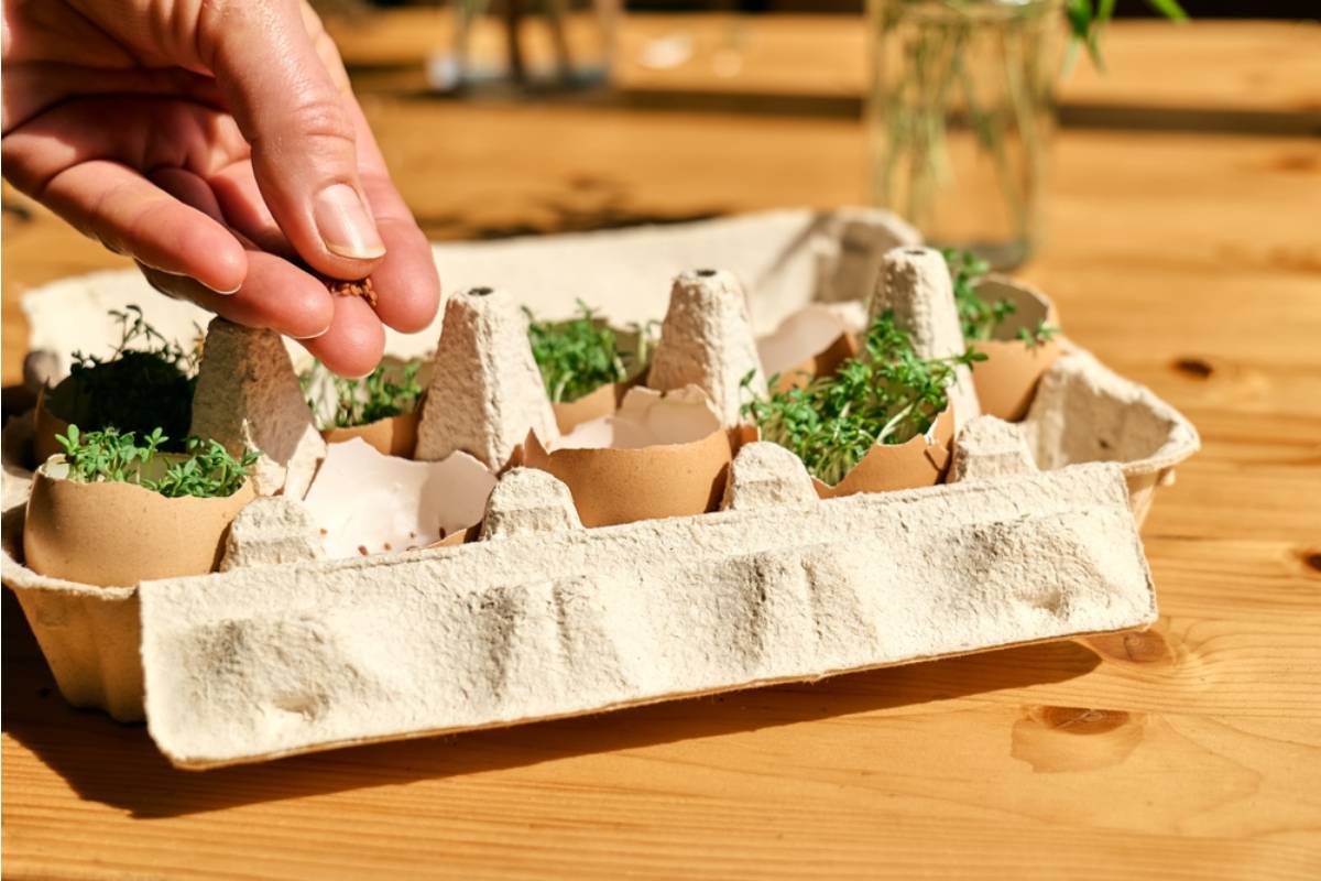 Some Home Gardeners Are Skipping Plastic Pots Entirely and Growing Seedlings in Eggshells and Citrus Peels, And the Method Is Gaining Traction for an Unexpected Reason