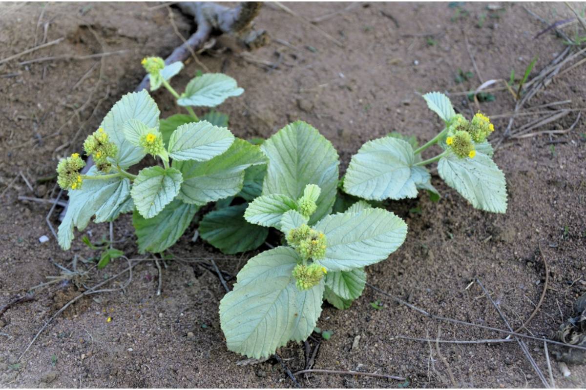 Some Home Gardeners Are Skipping Raised Beds Entirely and Going Back to In-Ground Growing, And Experienced Growers Say the Difference in Root Depth Is Hard to Argue Against