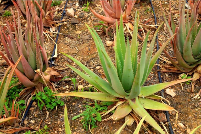 Some Home Gardeners Are Switching Entire Yards to Drought-Only Planting Styles, And Neighbors Say the Street Looks “Completely Different”