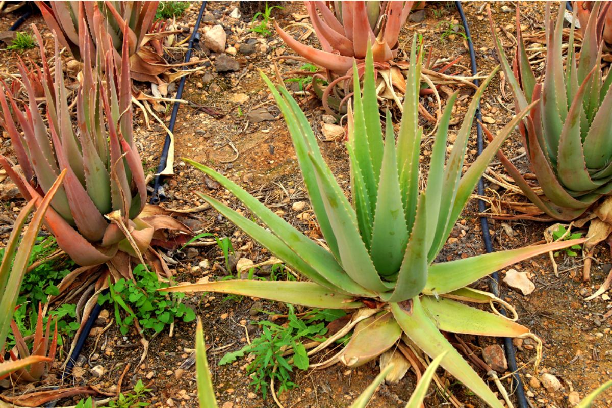 Some Home Gardeners Are Switching Entire Yards to Drought-Only Planting Styles, And Neighbors Say the Street Looks “Completely Different”