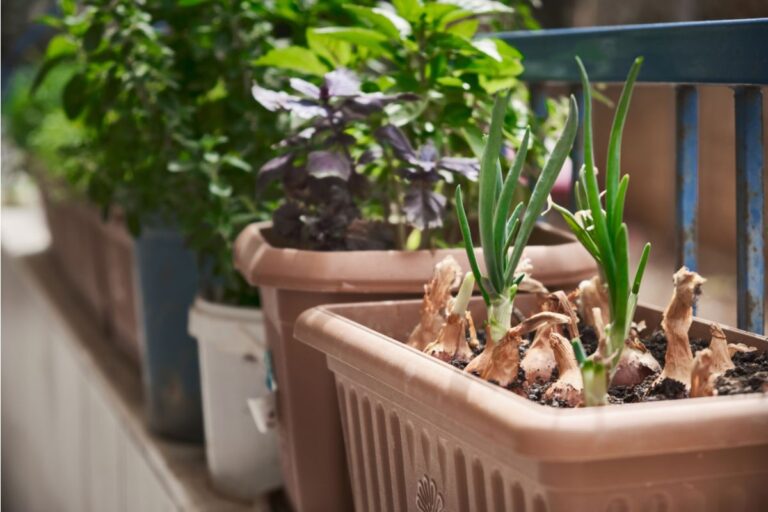Some Home Gardeners Are Turning Balconies Into Full-Time Vegetable Production Zones, And Apartment Residents Say It’s Becoming a New Lifestyle Trend