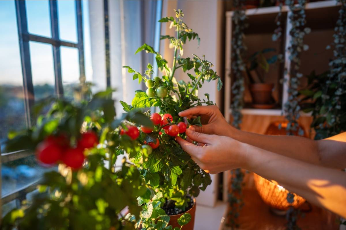Some Homeowners Are Growing Entire Pizza Gardens With Tomatoes, Basil, Peppers, and Oregano in One Small Plot, And the Concept Is Catching On Fast