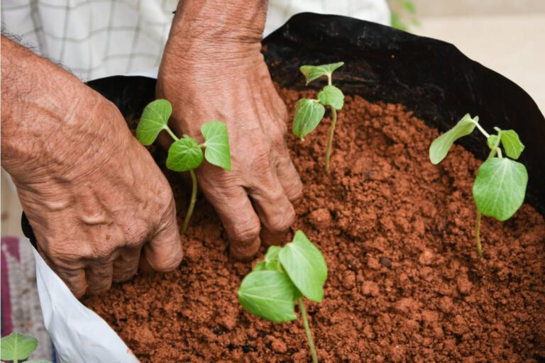 Some Homeowners Are Growing Fruit Trees in Large Containers Instead of the Ground, And People Who Tried It Say They Wish They Had Started Years Earlier