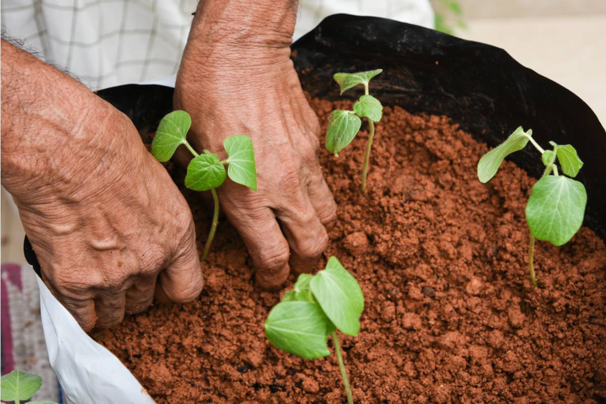 Some Homeowners Are Growing Fruit Trees in Large Containers Instead of the Ground, And People Who Tried It Say They Wish They Had Started Years Earlier