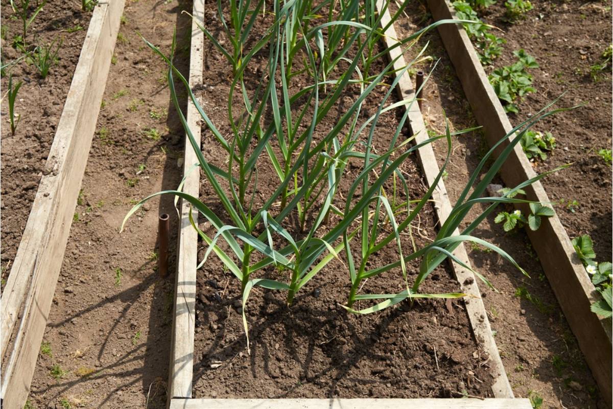 Some Homeowners Are Growing Garlic in the Fall to Harvest by Early Summer, And the Yield Compared to Store-Bought Bulbs Is Making People Switch for Good