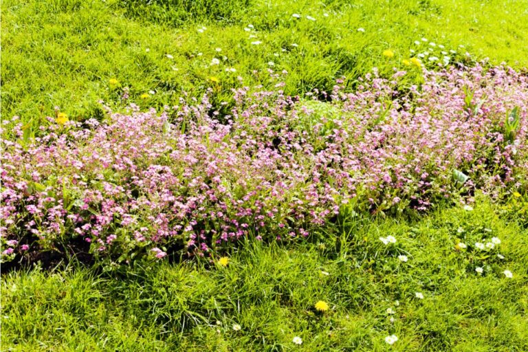 Some Homeowners Are Growing Native Wildflower Lawns Instead of Grass, And City Code Enforcement Is Sending Letters Calling Them Overgrown
