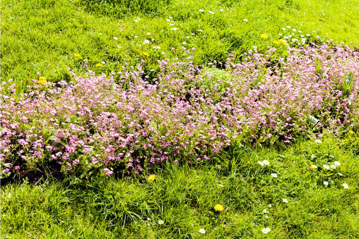Some Homeowners Are Growing Native Wildflower Lawns Instead of Grass, And City Code Enforcement Is Sending Letters Calling Them Overgrown