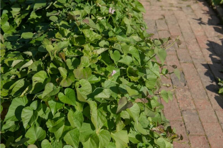 Some Homeowners Are Growing Sweet Potatoes as Ground Cover Instead of Grass, And People Who Tried It Say They Ended Up With More Food Than They Planned For