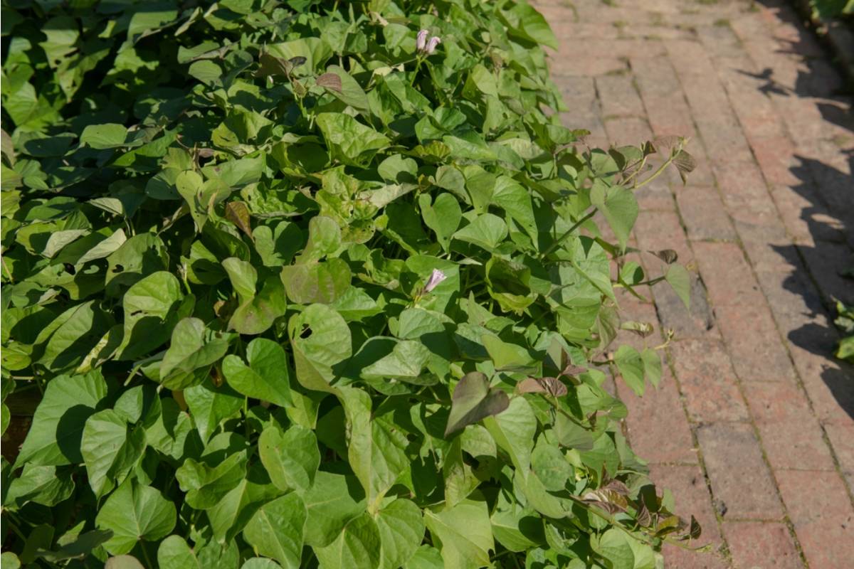 Some Homeowners Are Growing Sweet Potatoes as Ground Cover Instead of Grass, And People Who Tried It Say They Ended Up With More Food Than They Planned For