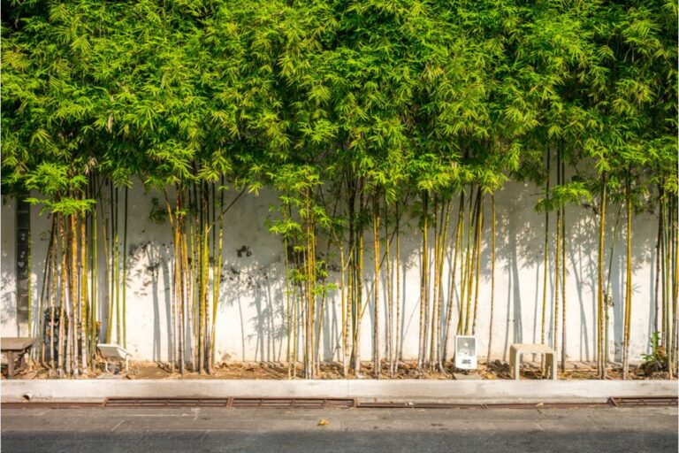 Some Homeowners Are Growing Their Own Bamboo as a Natural Privacy Screen Instead of Building a Fence, And Neighbors Are Now Worried About It Spreading