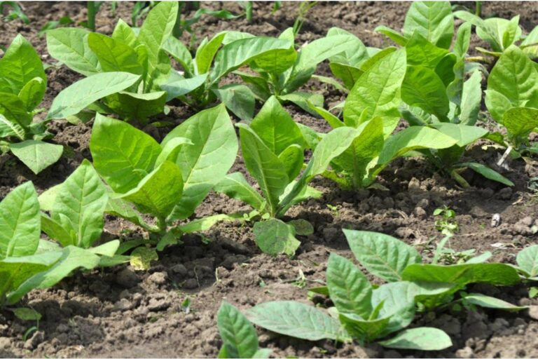 Some Homeowners Are Growing Their Own Loose Tobacco as an Ornamental Plant, And Most Have No Idea It's Even Legal in Their State