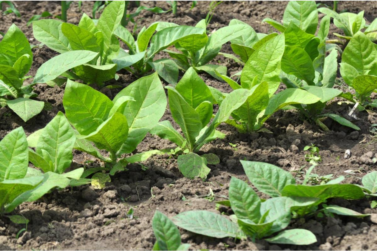 Some Homeowners Are Growing Their Own Loose Tobacco as an Ornamental Plant, And Most Have No Idea It's Even Legal in Their State
