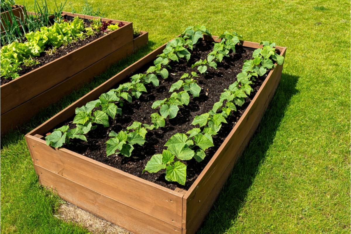 Some Homeowners Are Growing Vegetables Where Flower Beds Used to Be, And Guests Keep Asking If the Yard Is Still “Finished”