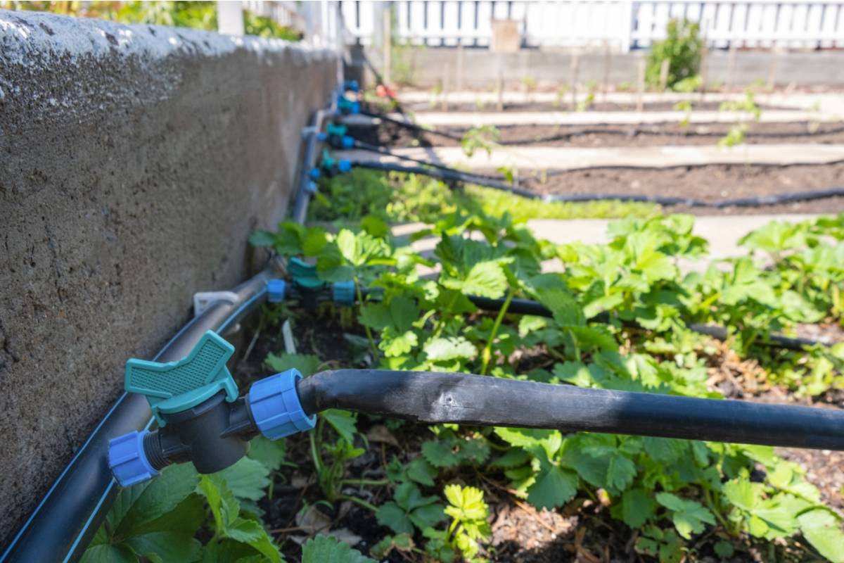 Some Homeowners Are Installing Drip Irrigation Systems Themselves for Under Fifty Dollars, And Their Water Bills Are Dropping in Ways That Are Surprising Even Them