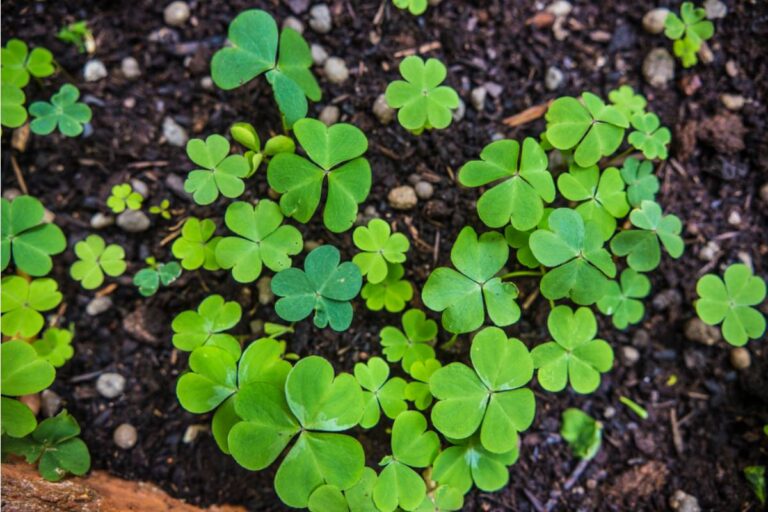 Some Homeowners Are Letting Clover Take Over Sections of Their Lawn Instead of Grass, And the Bees Showing Up Are Causing Unexpected Drama With Neighbors