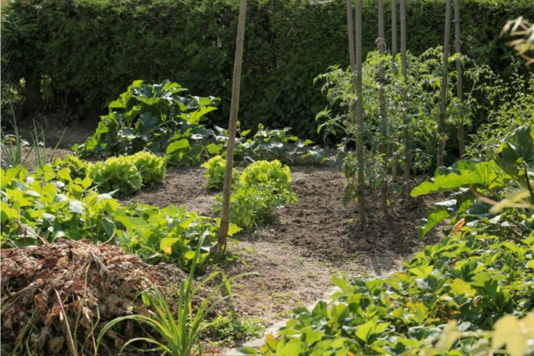 Some Homeowners Are Replacing Decorative Landscaping With Food Crops, And Visitors Keep Asking Why Their Yards Look More Like Farms Than Homes