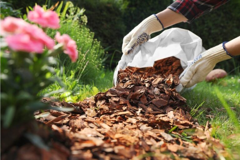 Some Homeowners Are Replacing Decorative Mulch With Living Ground Cover Plants, And They Say Their Soil Health Has Never Looked Better