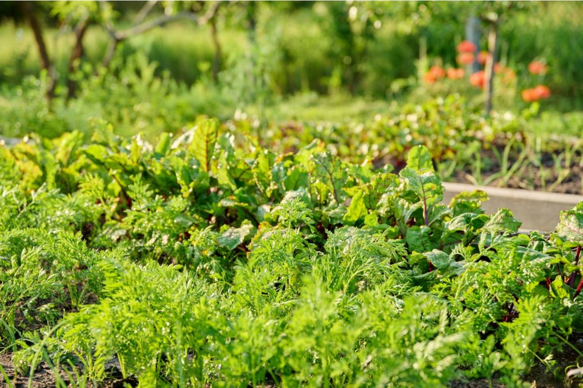 Some People Are Quietly Turning Abandoned Lots in Their Neighborhoods Into Gardens Without Asking Anyone, And Cities Are Divided on What to Do