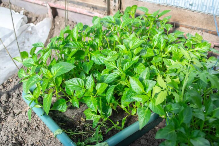 Some Renters Are Building Entire Container Gardens They Can Pack Up and Move With Them, And Landlords Are Starting to Notice the Trend
