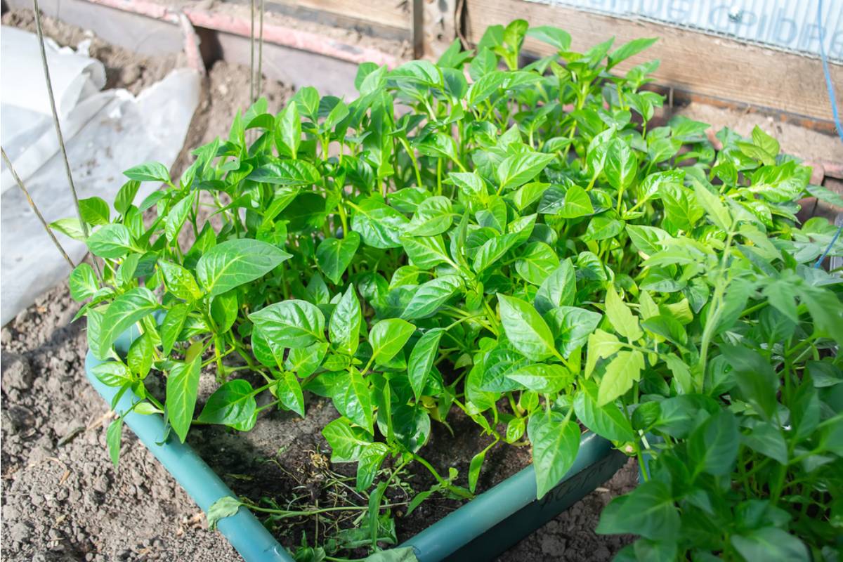 Some Renters Are Building Entire Container Gardens They Can Pack Up and Move With Them, And Landlords Are Starting to Notice the Trend