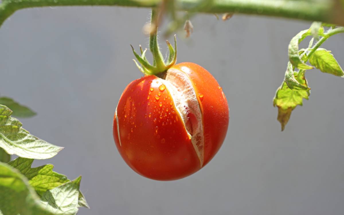Why Your Tomatoes Might Be Cracking This Summer, According to Longtime Gardeners