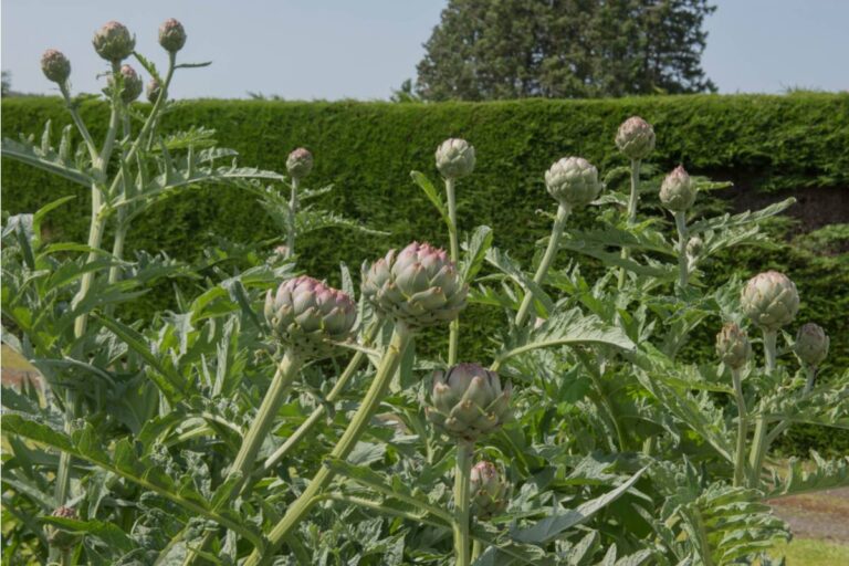 Some Backyard Gardeners Are Growing Their Own Artichokes in Warmer Microclimates, And the Multi-Year Plants Are Becoming a Backyard Status Symbol