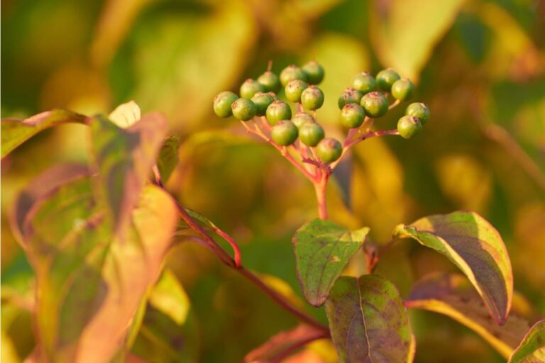Some Homeowners Are Growing Their Own Capers From Caper Bush Cuttings, And Most People Have Never Even Seen the Plant Before Harvest