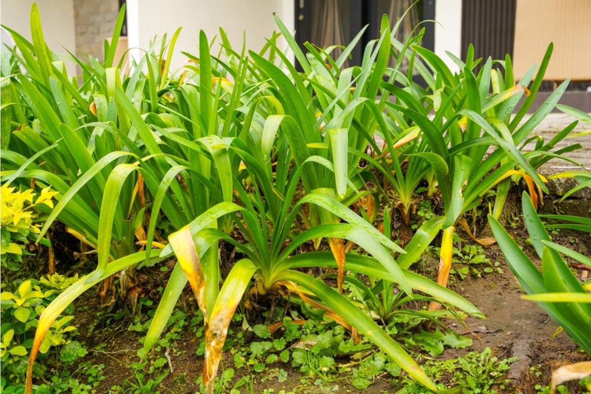 Homeowner Says a Neighbor Keeps Insisting His Vegetable Garden Is Lowering Property Values on the Entire Street