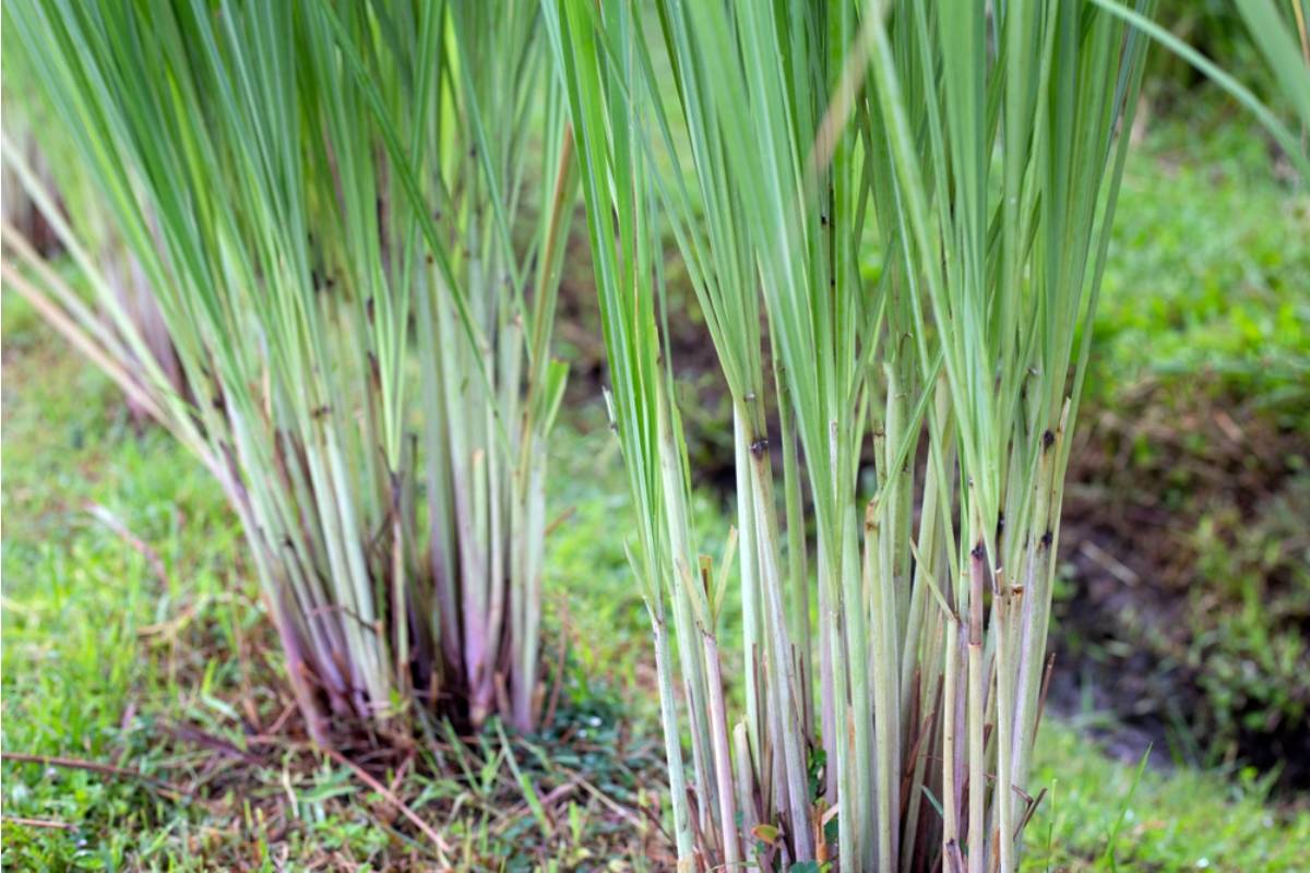 Some Home Gardeners Are Growing Their Own Lemongrass From a Single Grocery Store Stalk, And the Regrowth Speed Is Surprising First-Timers